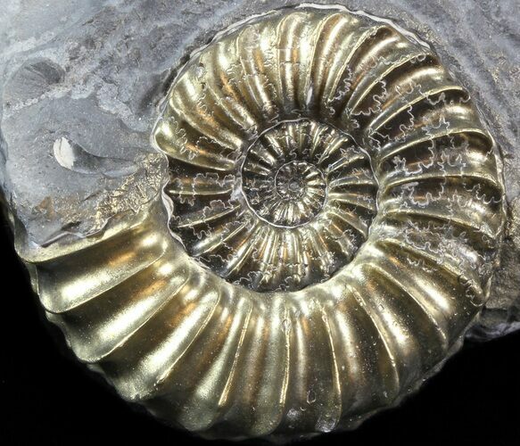 Pyritized Pleuroceras Ammonite - Germany #42752